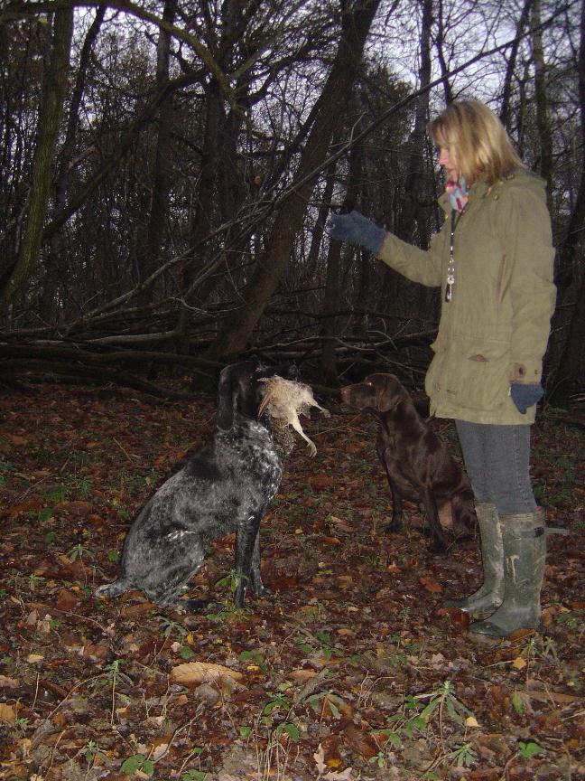
 Game being delivered to hand by a trained Gundog